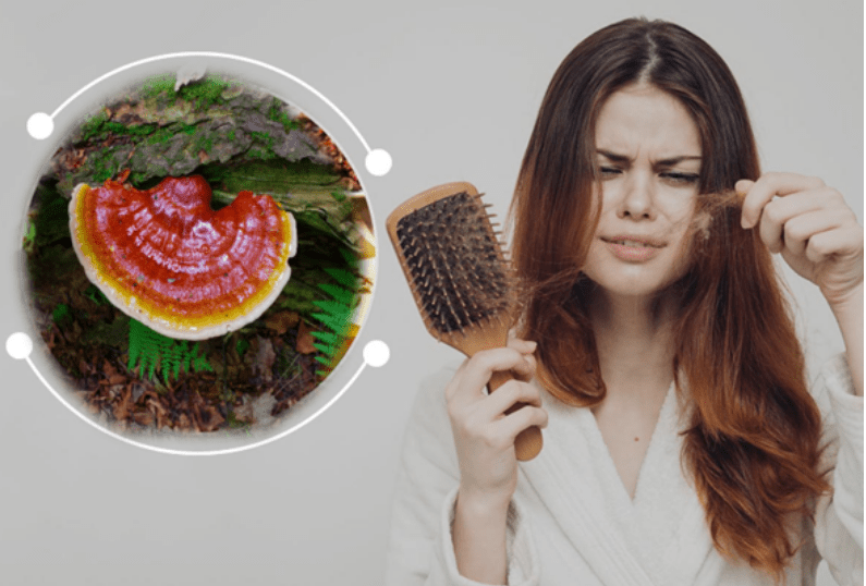 10 Benefits of Reishi Mushroom For Hair Loss - Vita Green 維特健靈 海外網店