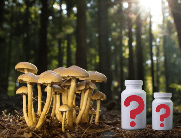 Detailed Explanation of the Mushroom Cycle and its Impact on Reishi Supplements - Vita Green 維特健靈 海外網店