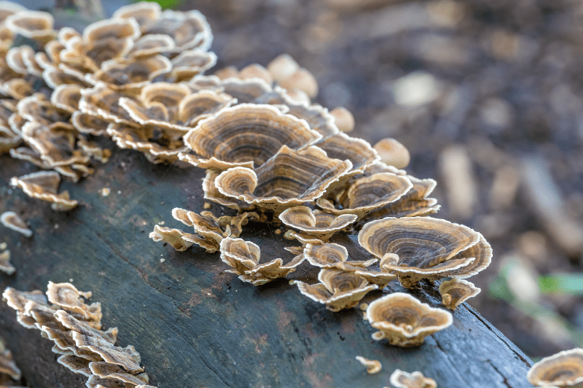 Turkey Tail Mushrooms: Your Natural Immunity Ally - Vita Green 維特健靈 海外網店