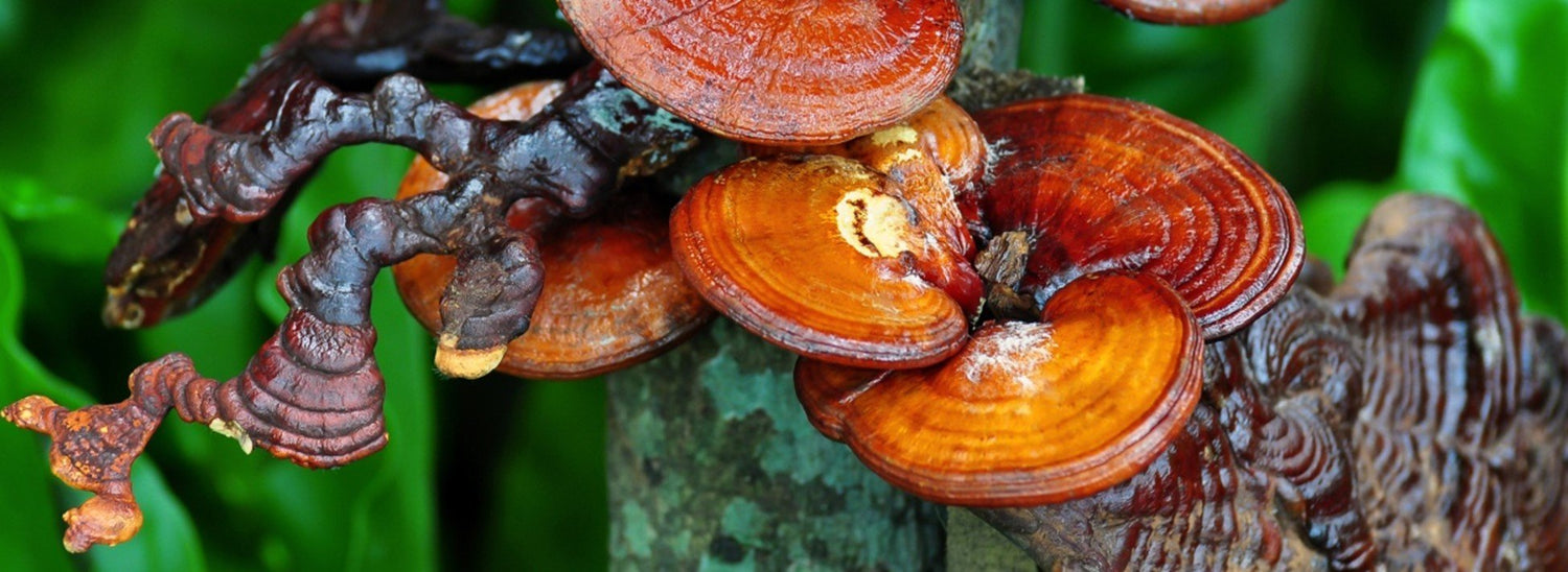 Unlocking Radiant Skin: The Beauty Benefits of Reishi Mushroom - Vita Green 維特健靈 海外網店